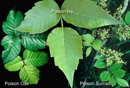poison oak rash. In general, poison oak grows